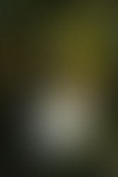 groom carries bride's train at Primrose Cottage wedding venue