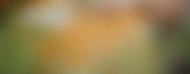 couple's maternity shoot uga state botanical gardens