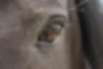 horse-4412940_edited