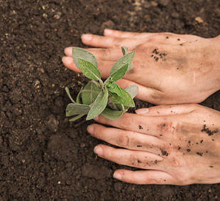 human-hand-planting-fresh-young-plant-into-soil.jpg