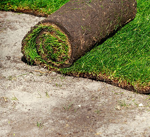 green-lawn-grass-rolls.jpg