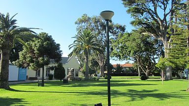trees-park (1).jpg