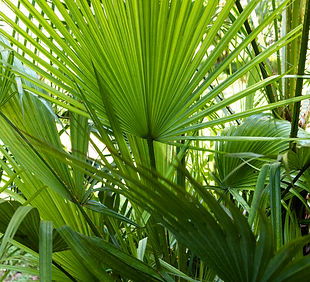 tropical-foliage-plants.jpg