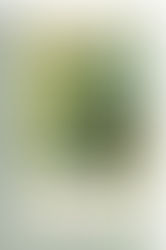 Linia Vietii (Ileana Malancioiu) COD 0153