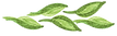 Painted Leaves