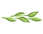 Painted Leaves