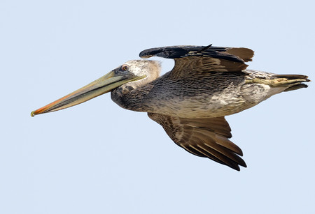 Brown Pelican