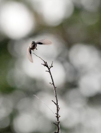 Anna's Hummingbird (probably)