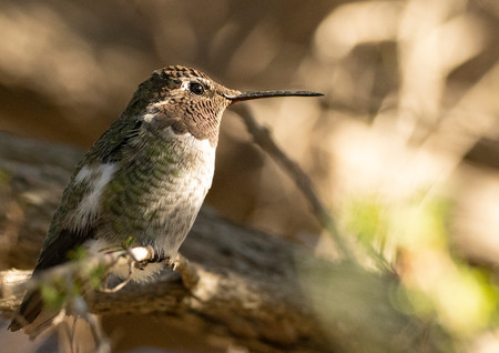 Anna's Hummingbird (probably)