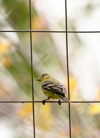 American Goldfinch