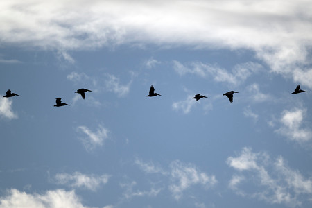 Brown Pelican flock