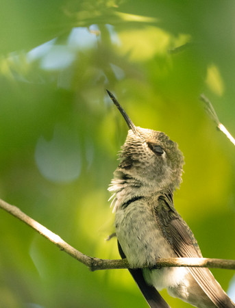 Anna's Hummingbird (probably)