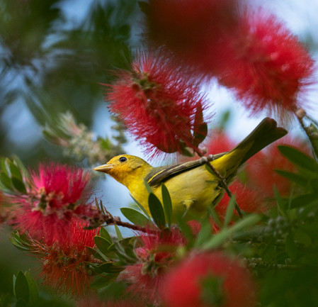 Western Tanager