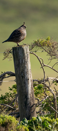 California Quail
