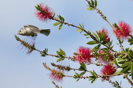 Oak Titmouse