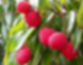 Thumbnail: Organic Muzaffarpur litchi - Farm Fresh Centyle Mart Natural Grown