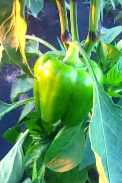 peppers