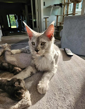 Black Smoke Torbie.jpg