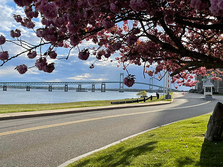 cherry-blossom-Pell-Bridge.jpeg