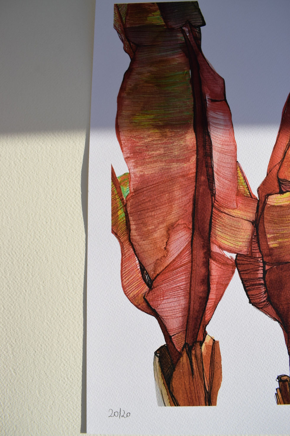 Miniatura: Stampe A3 "Ensete ventricosum"