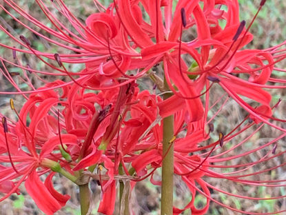 寒露　暑い昼と涼しい夕