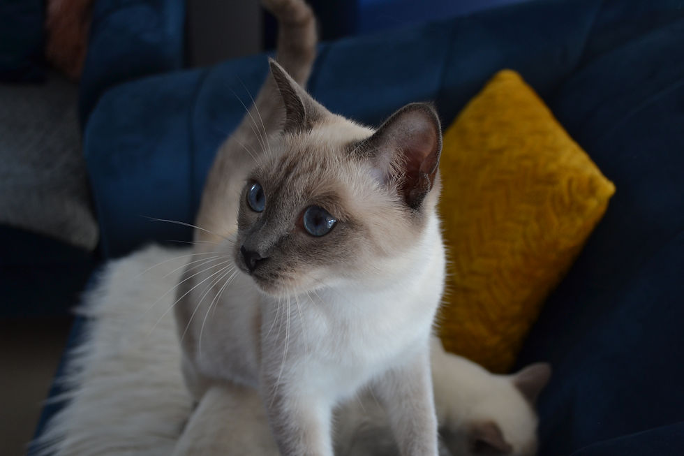 DSC_0546