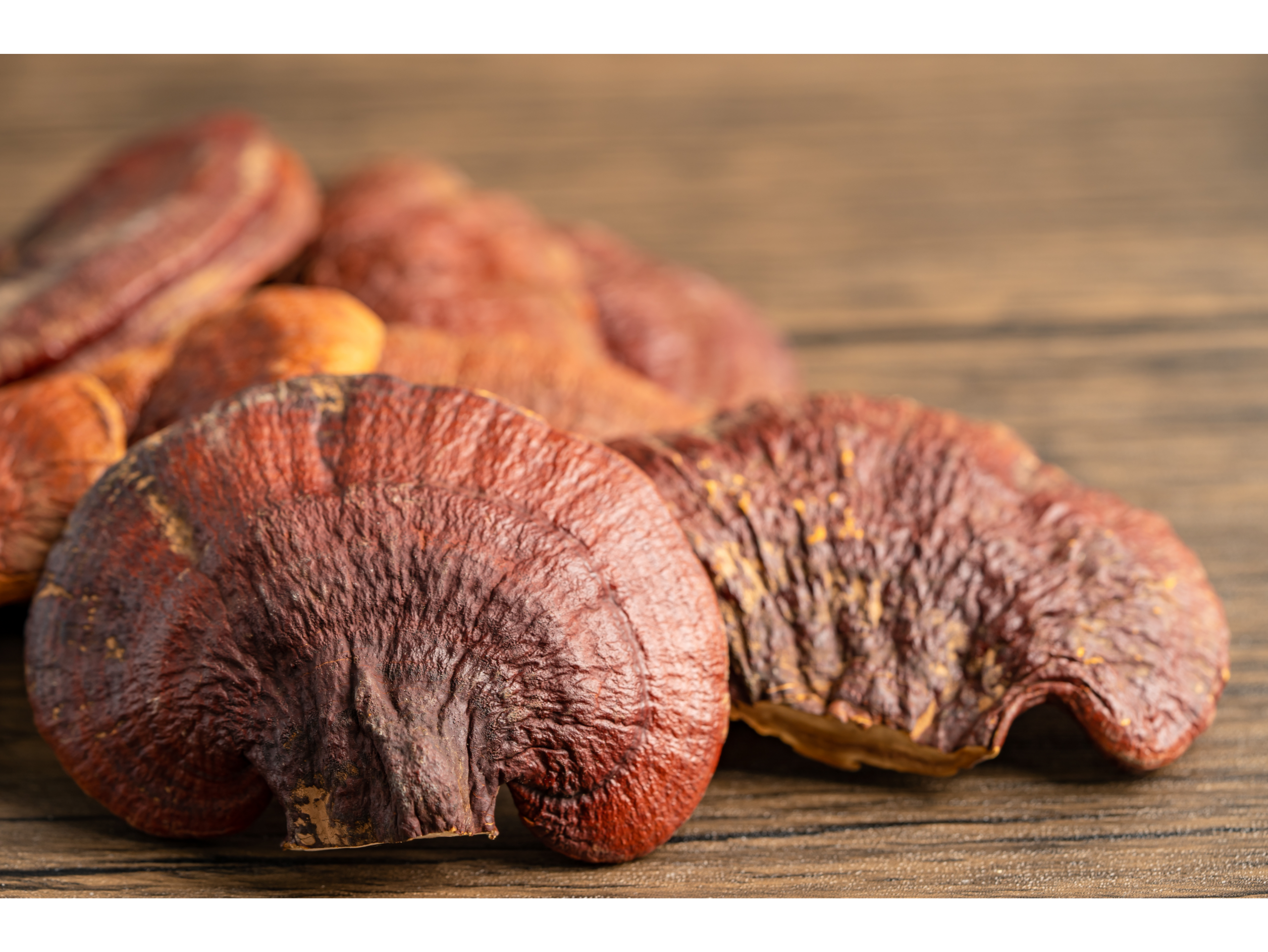 Cogumelo Reishi Desidratados (Ganoderma lucidum)