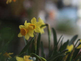Springtime Deliveries, Buggies and Mud!