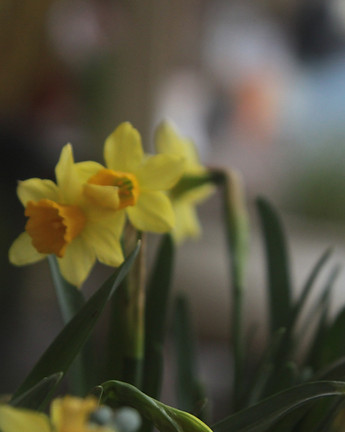 Yellow Daffodils