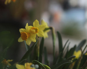 Yellow Daffodil Blooms