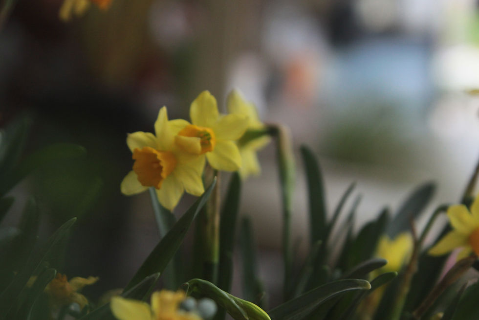 Yellow Daffodil Blooms