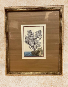Early 20th Century Hand Colored Tree Engraving-Gwinn Huggins Interiors.png