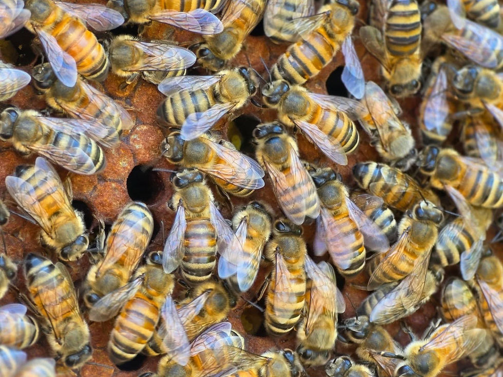 nectar flow in may for honey