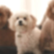 Leelo Portrait_edited.jpg