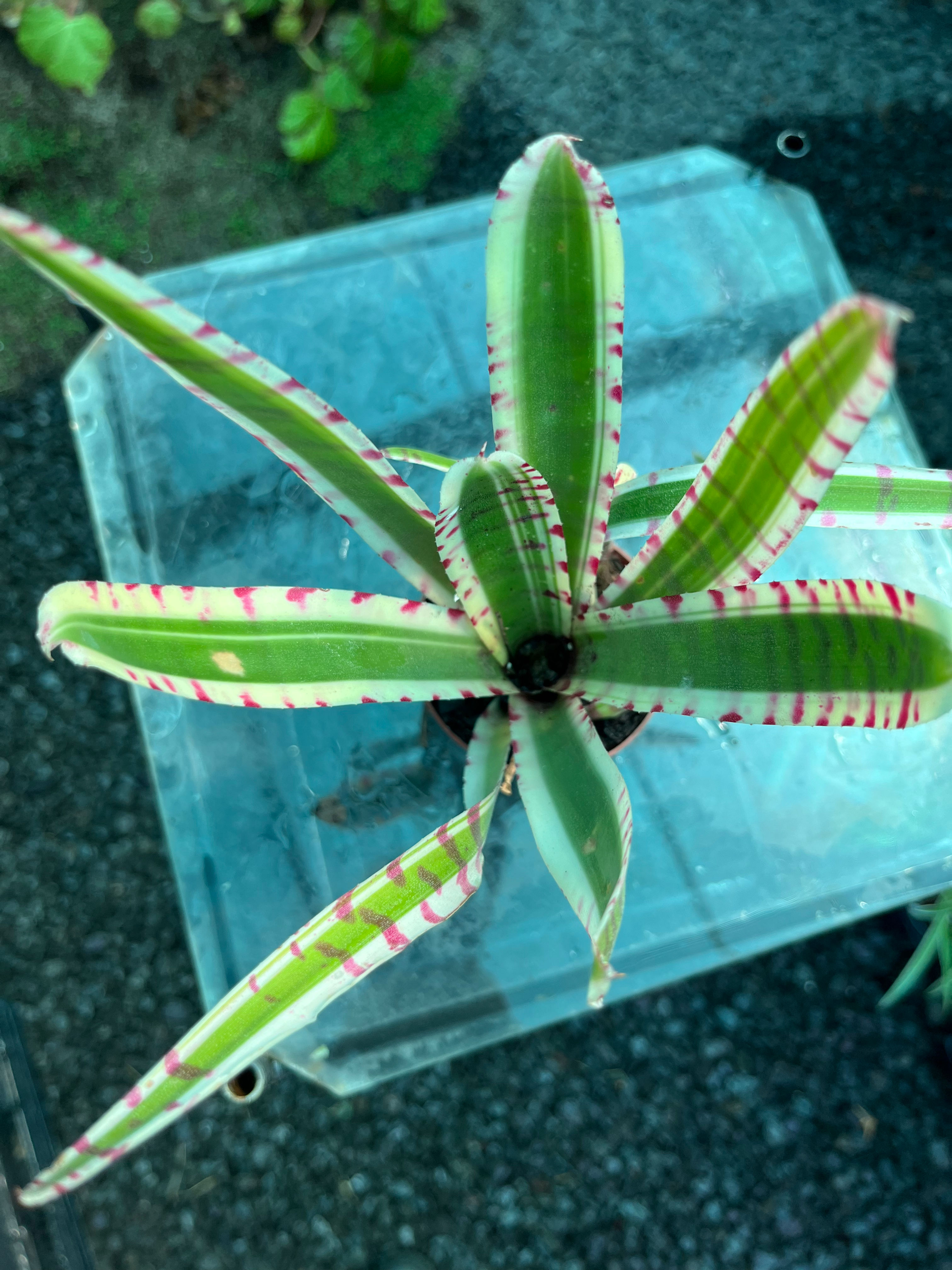 Neoregelia Bromeliad 7cm