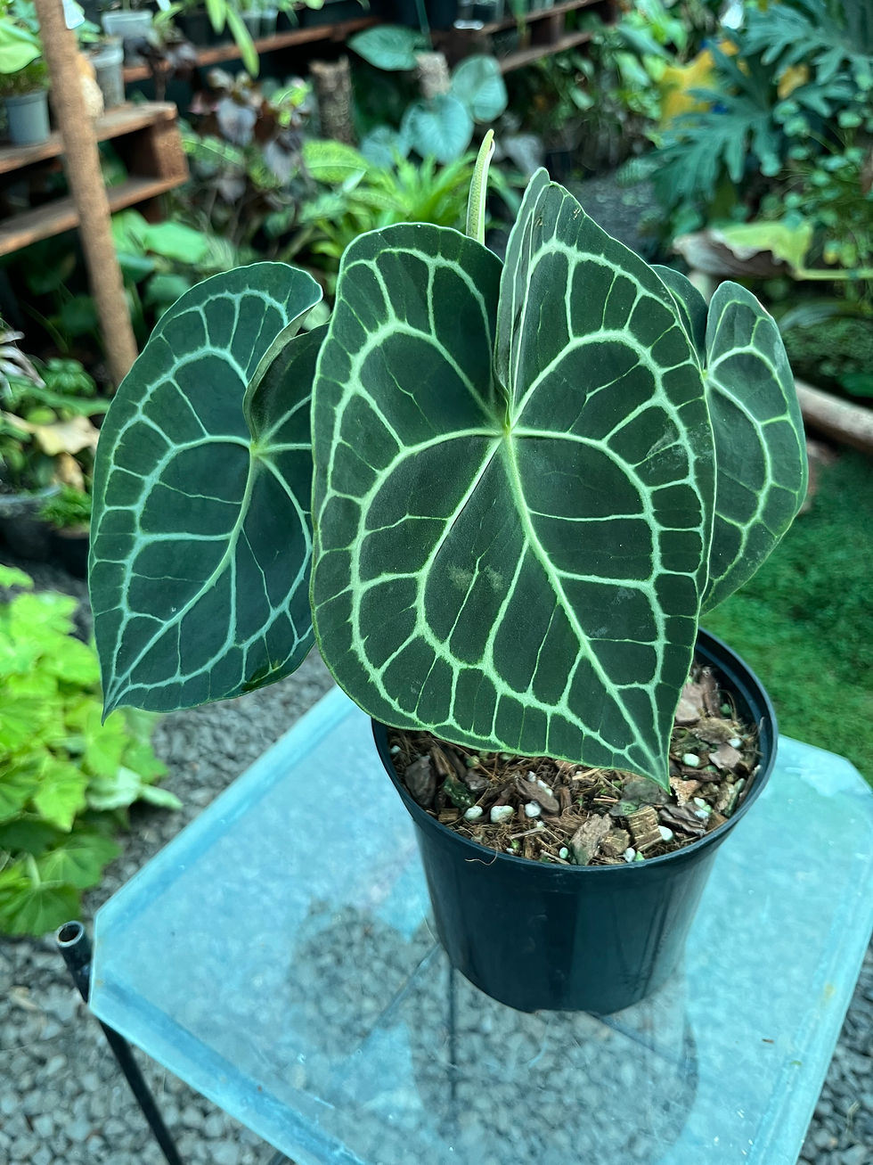 Thumbnail: Anthurium Clarinervium