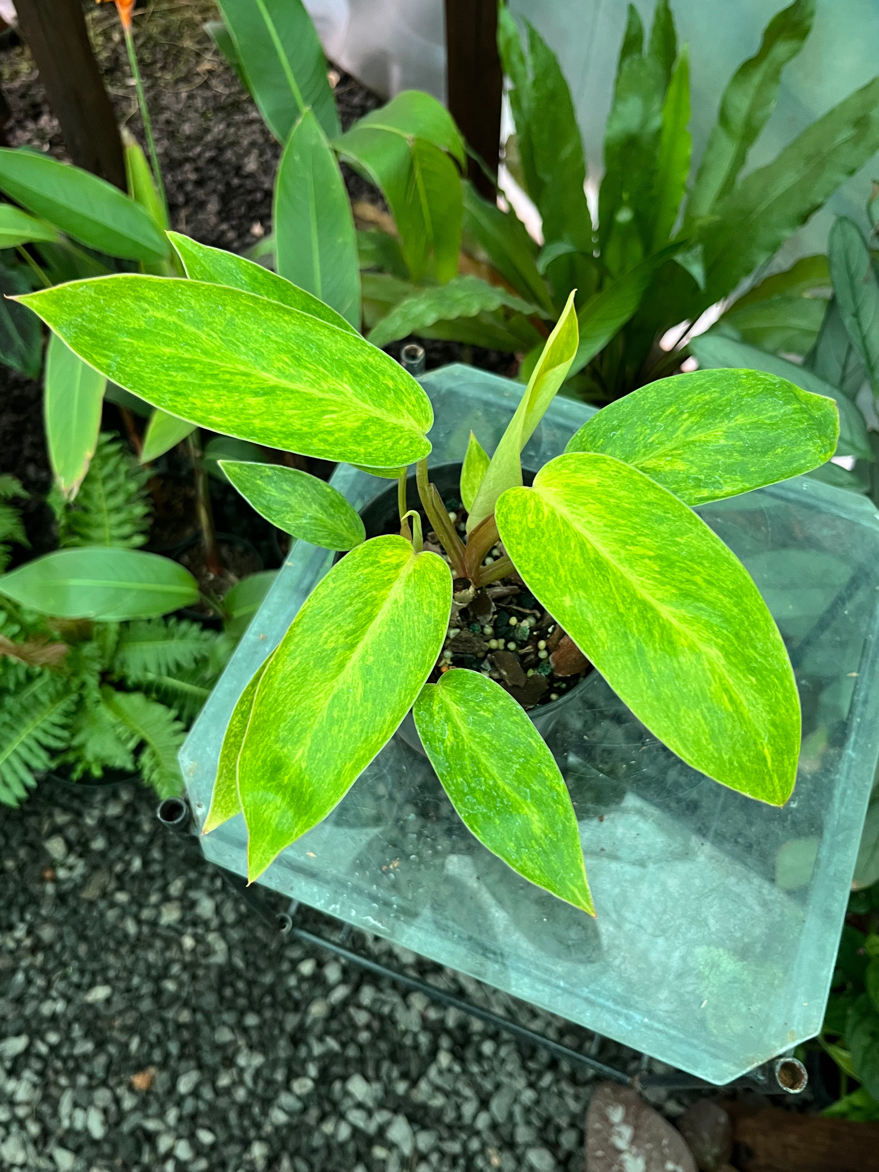 Philodendron Painted Lady 12cm