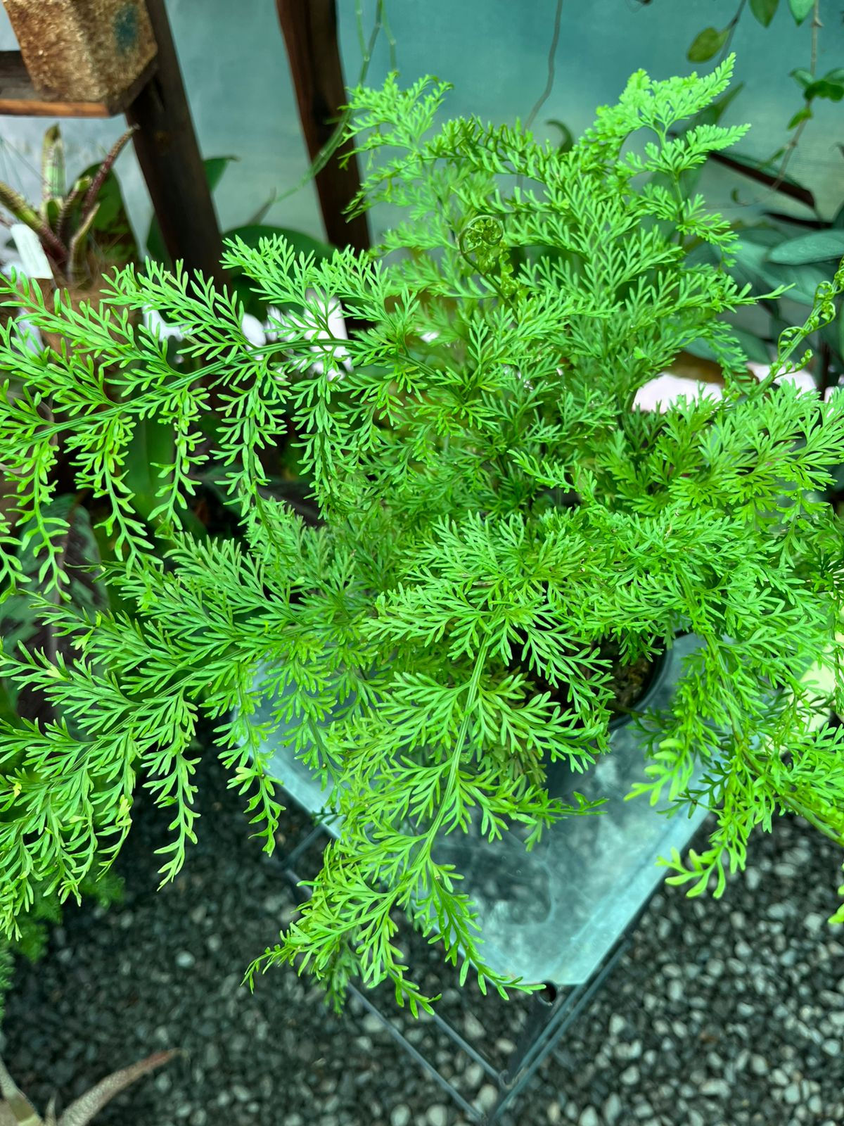 Asplenium Bulbiferum Fern 16cm