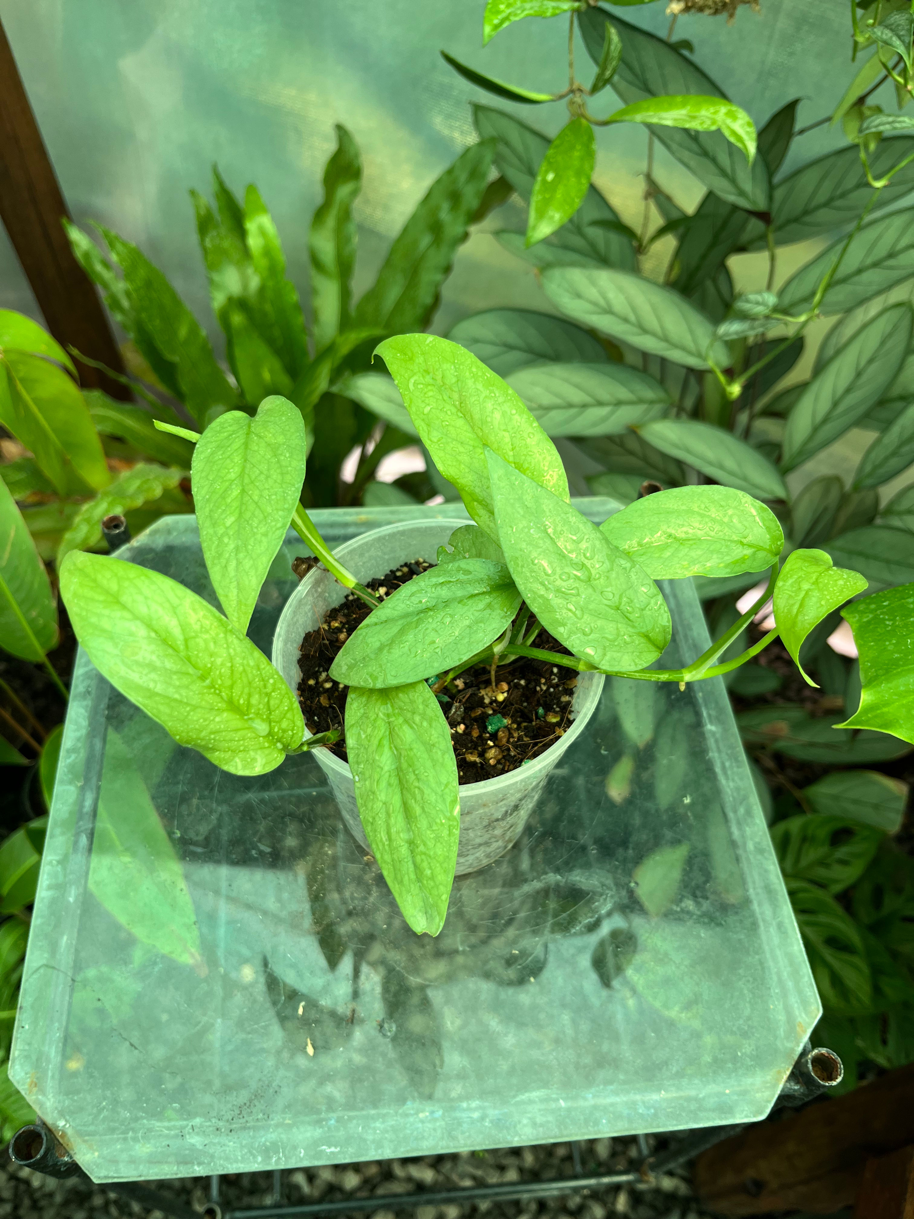 Epipremnum Pinnatum Cebu Blue