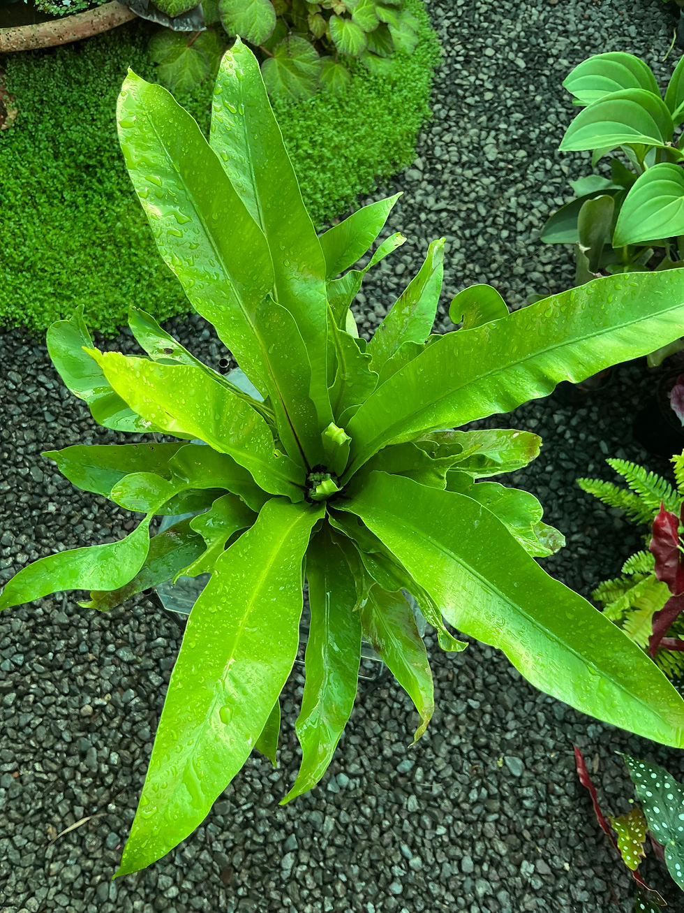 Thumbnail: Asplenium Nidus