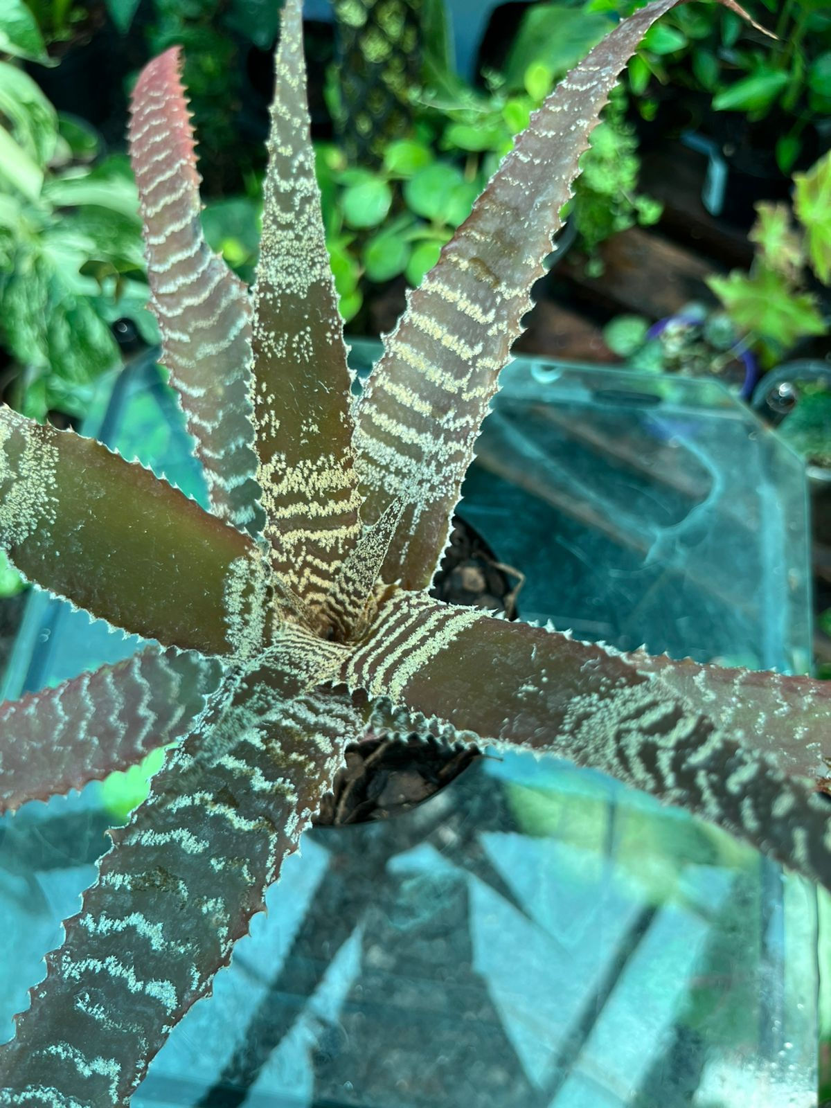 Orthophytum Gurkenii 10cm