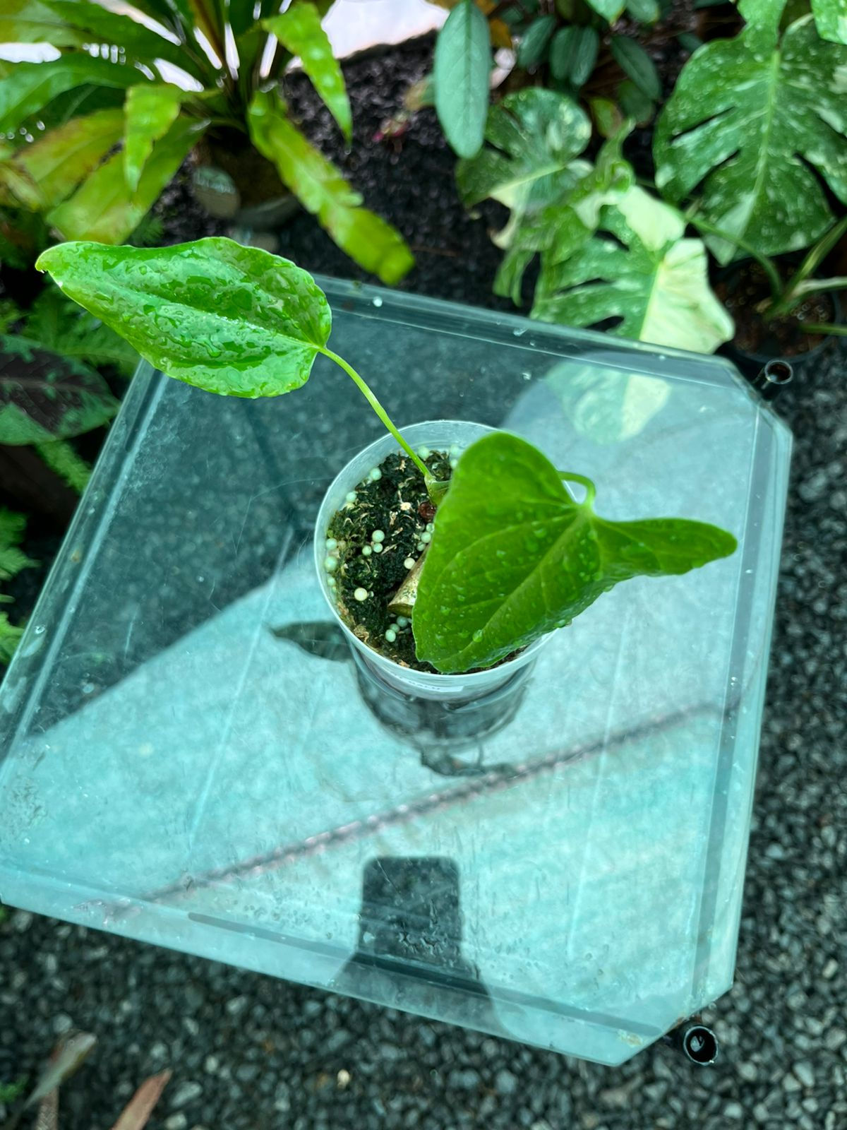 Anthurium Balaoanum 9cm