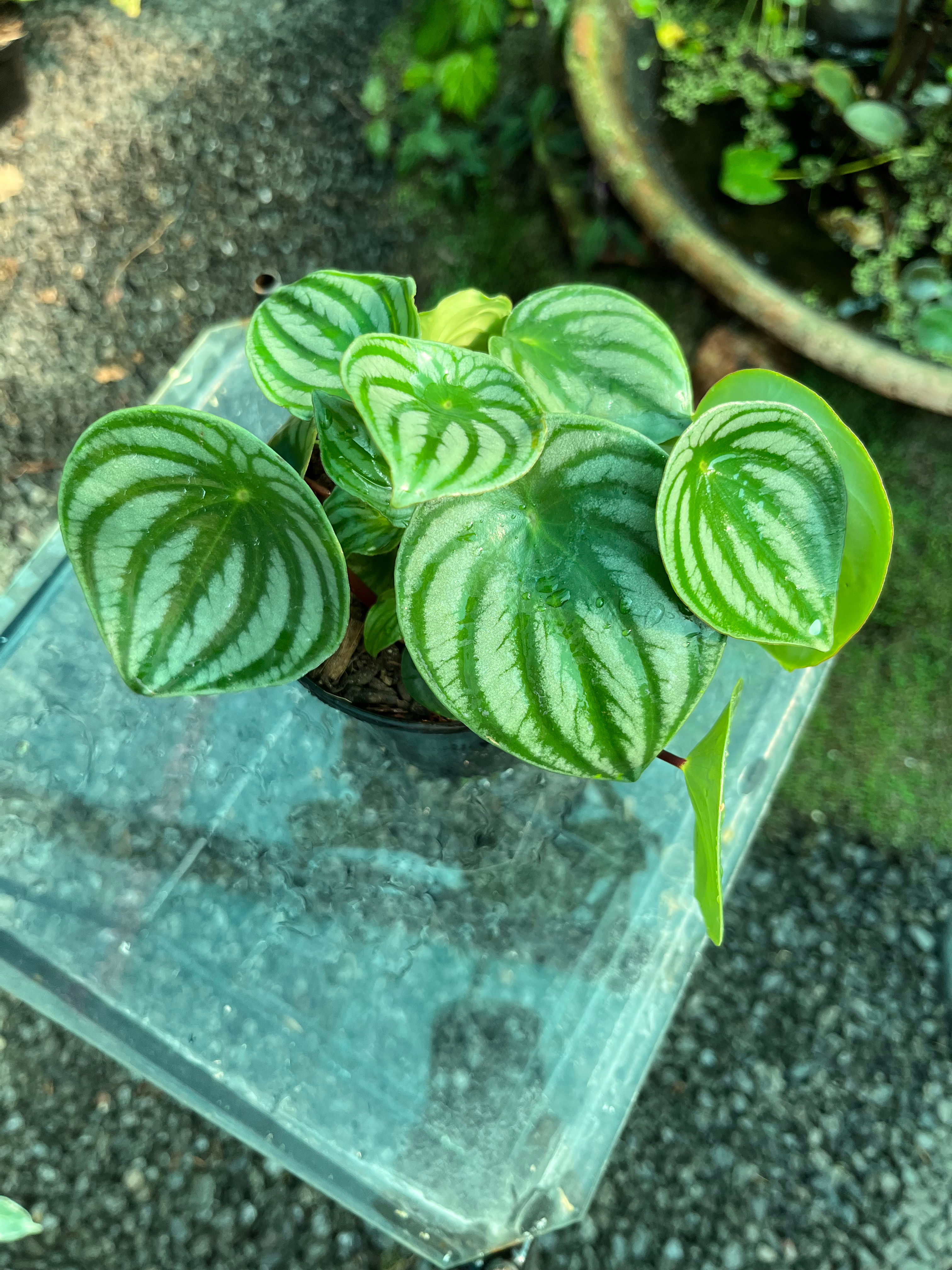 Watermelon Peperomia Peperomia Argyreia