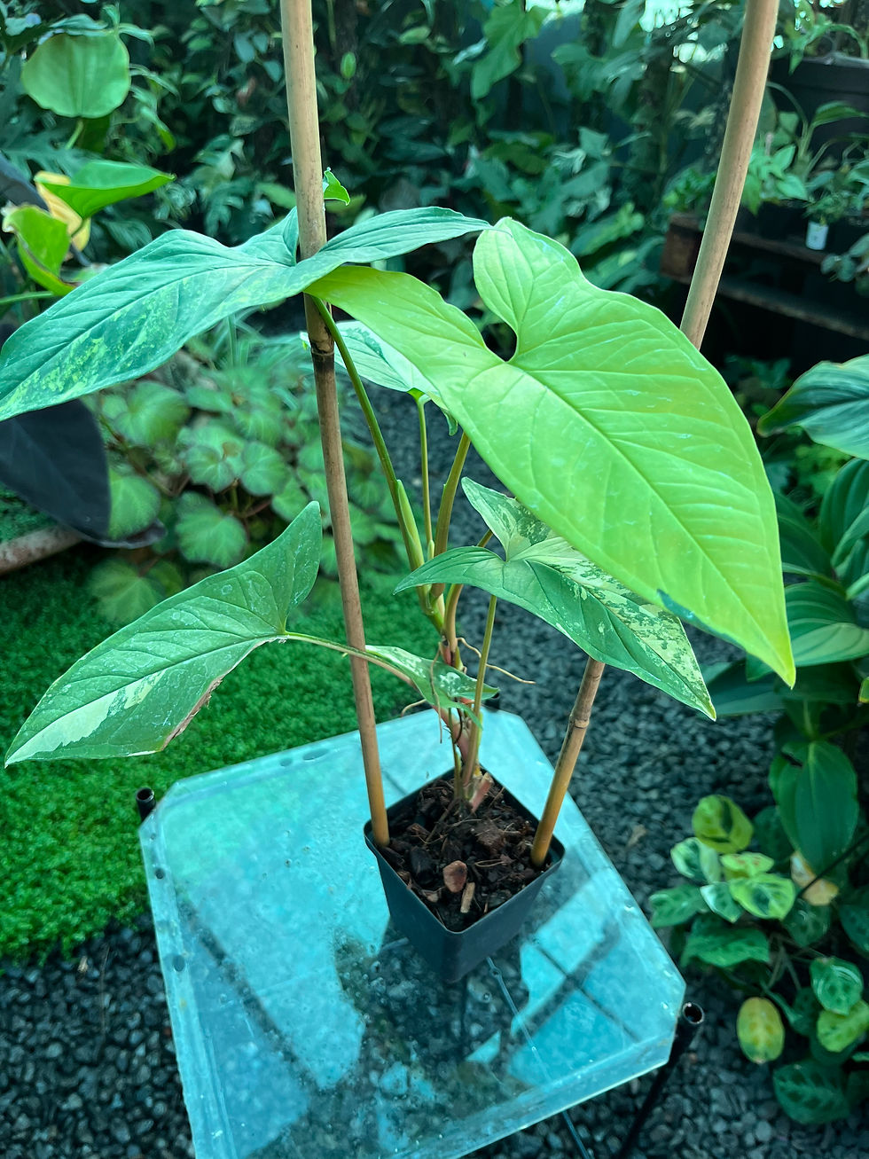 Thumbnail: Syngonium Aurea