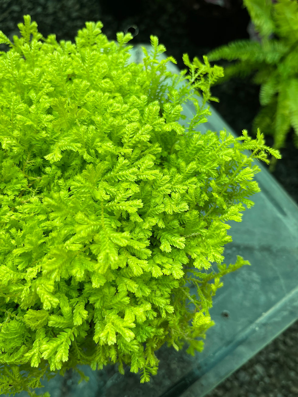 Thumbnail: Selaginella Kraussiana Aurea Club Moss