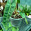 Thumbnail: Philodendron Billitae 12cm