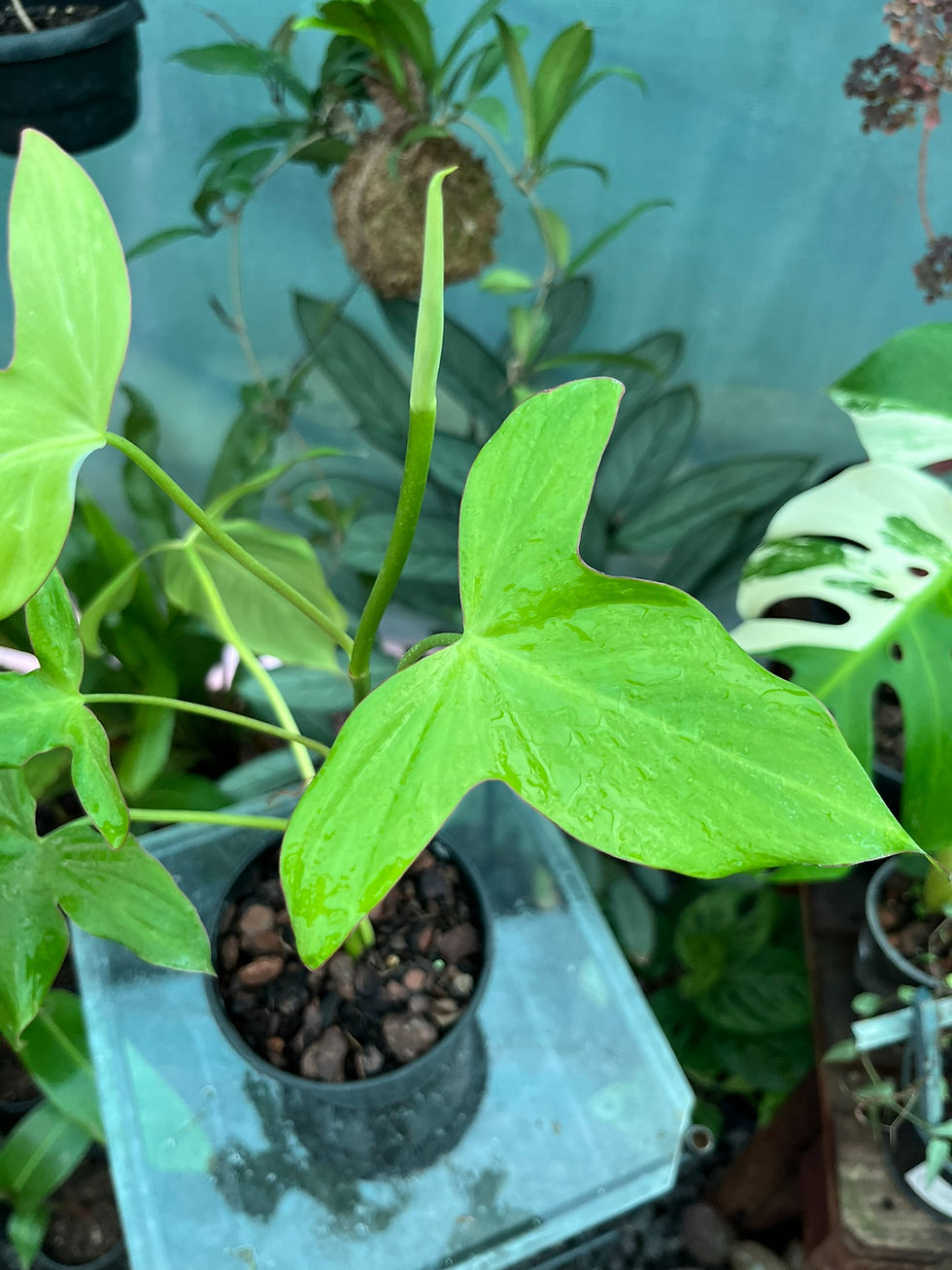 Thumbnail: Philodendron Camposportoanum