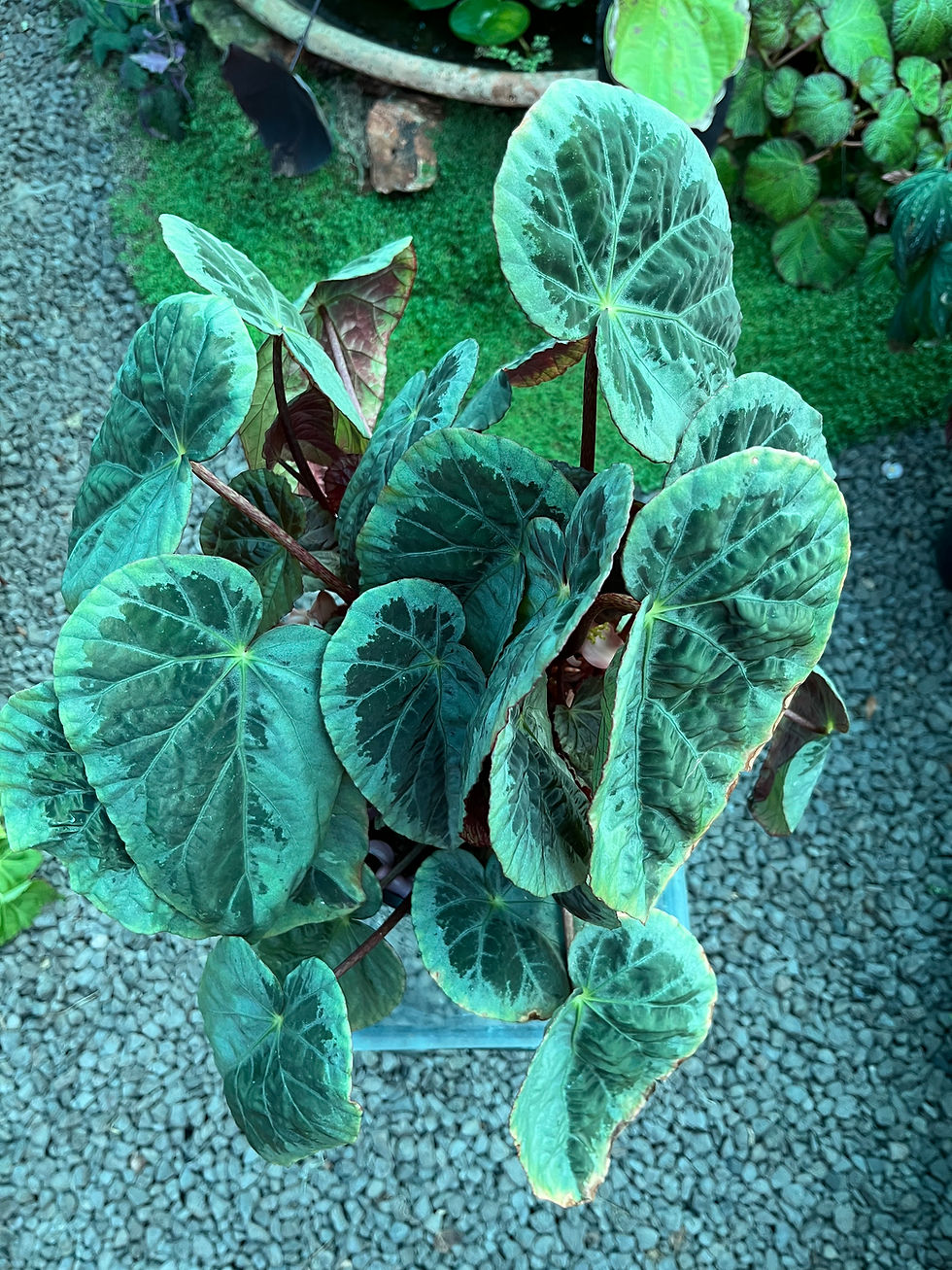 Thumbnail: Begonia Burkilii Silver