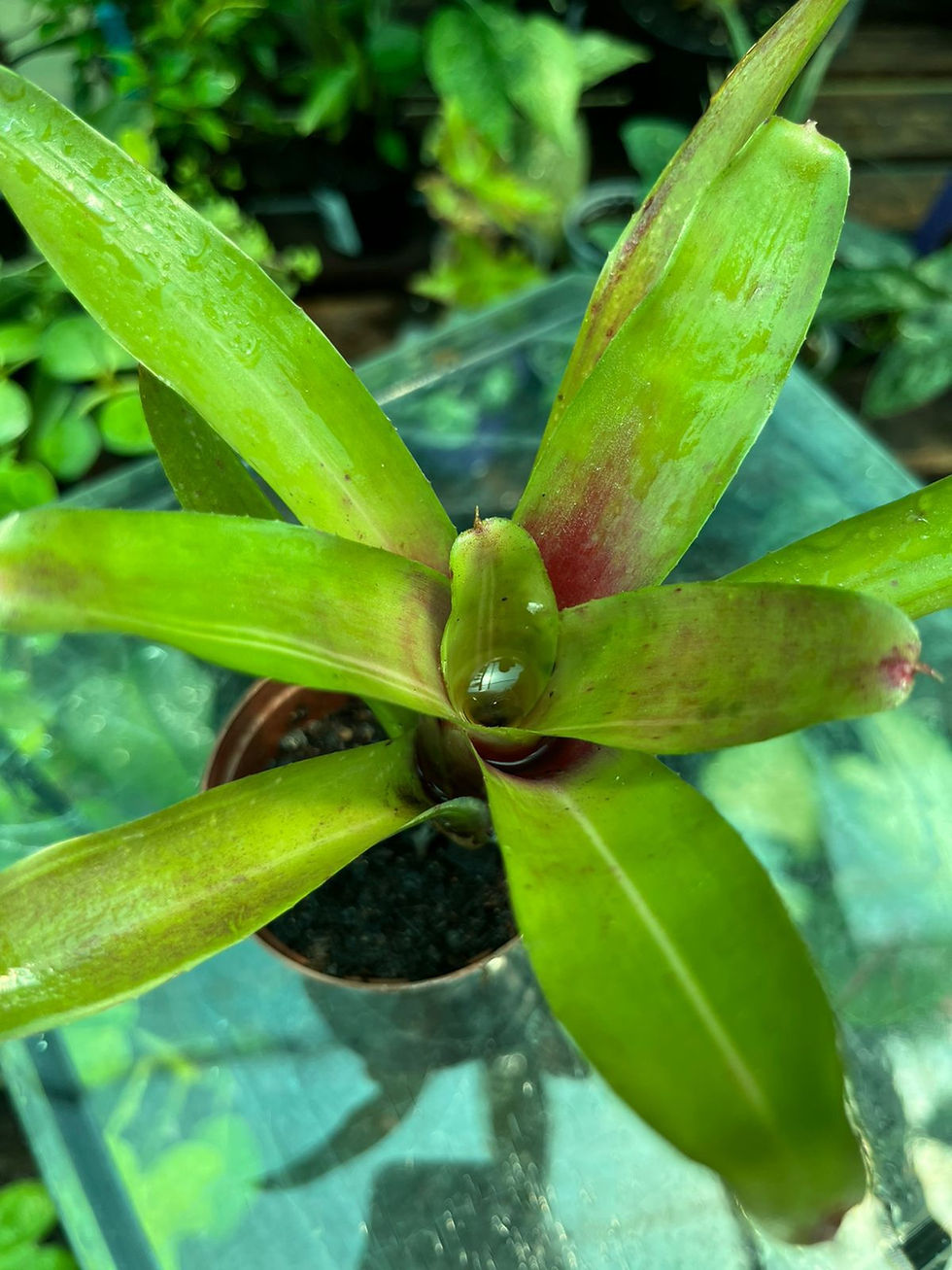 Thumbnail: Neoregelia Bromeliad Mini 7cm