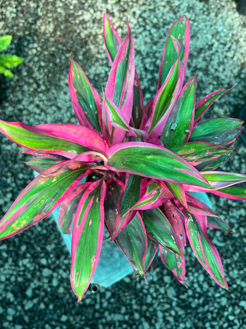 Thumbnail: Cordyline Fruticosa Red Edge
